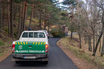 Fotogalería Corte y Colocación Pino Gabarrero en El Espinar 50 Fotografía: Luis Horcajada