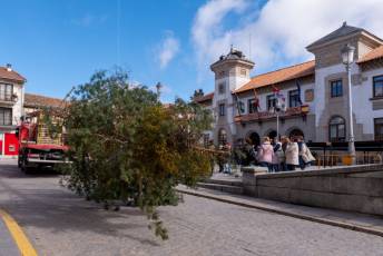 Fotogalería Corte y Colocación Pino Gabarrero en El Espinar 66 Fotografía: Luis Horcajada