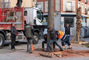Fotogalería Corte y Colocación Pino Gabarrero en El Espinar 71 Fotografía: Luis Horcajada