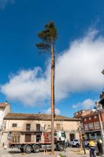 Fotogalería Corte y Colocación Pino Gabarrero en El Espinar 77 Fotografía: Luis Horcajada
