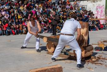 Fotogalería Corte y Colocación Pino Gabarrero en El Espinar 83 Fotografía: Luis Horcajada