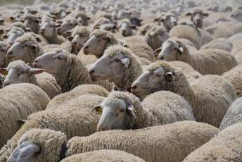 Fotogalería Fiesta de la Trashumancia en Aguilafuente 50 Fotografía: Miguel Angel Fernández