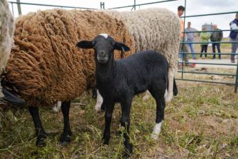 Fotogalería II Feria del Esquileo en Trescasas 24 Fotografía: Miguel Angel Fernández