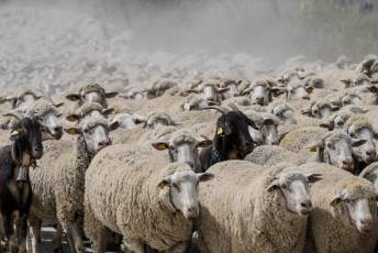 Fotogalería Fiesta de la Trashumancia en Aguilafuente 45 Fotografía: Miguel Angel Fernández