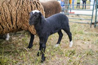 Fotogalería II Feria del Esquileo en Trescasas 10 Fotografía: Miguel Angel Fernández