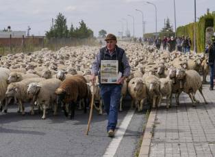 Fotogalería Fiesta de la Trashumancia en Aguilafuente 34 Fotografía: Miguel Angel Fernández