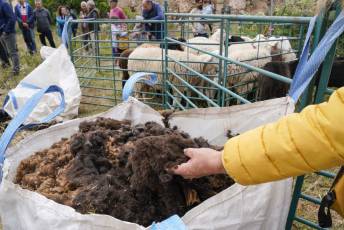 Fotogalería II Feria del Esquileo en Trescasas 26 Fotografía: Miguel Angel Fernández