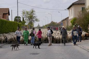 Fotogalería Fiesta de la Trashumancia en Aguilafuente 26 Fotografía: Miguel Angel Fernández