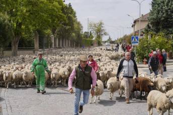 Fotogalería Fiesta de la Trashumancia en Aguilafuente 2 Fotografía: Miguel Angel Fernández