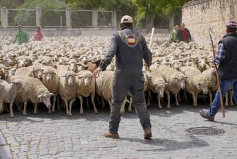 Fotogalería Fiesta de la Trashumancia en Aguilafuente 35 Fotografía: Miguel Angel Fernández