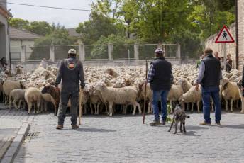 Fotogalería Fiesta de la Trashumancia en Aguilafuente 12 Fotografía: Miguel Angel Fernández