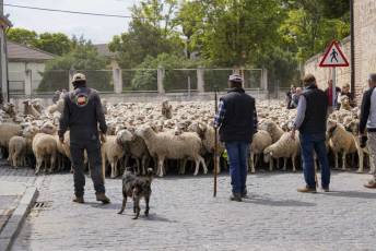Fotogalería Fiesta de la Trashumancia en Aguilafuente 27 Fotografía: Miguel Angel Fernández