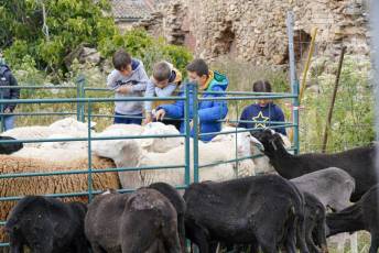 Fotogalería II Feria del Esquileo en Trescasas 5 Fotografía: Miguel Angel Fernández