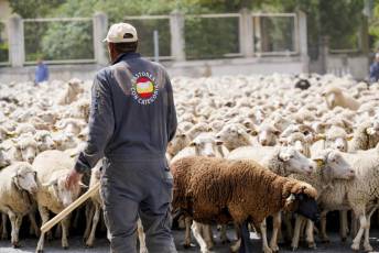 Fotogalería Fiesta de la Trashumancia en Aguilafuente 49 Fotografía: Miguel Angel Fernández