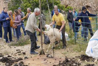Fotogalería II Feria del Esquileo en Trescasas 8 Fotografía: Miguel Angel Fernández