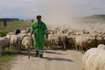 Fotogalería Fiesta de la Trashumancia en Aguilafuente 39 Fotografía: Miguel Angel Fernández