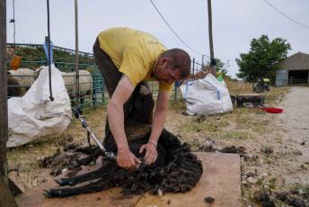 Fotogalería II Feria del Esquileo en Trescasas 14 Fotografía: Miguel Angel Fernández