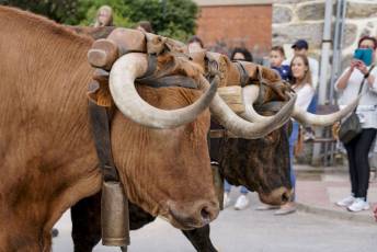Fotogalería Mascarávila 2023 9 Fotografía: Miguel Angel Fernández