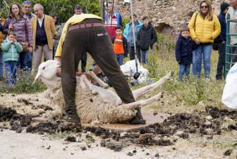 Fotogalería II Feria del Esquileo en Trescasas 28 Fotografía: Miguel Angel Fernández