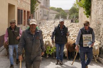 Fotogalería Fiesta de la Trashumancia en Aguilafuente 29 Fotografía: Miguel Angel Fernández