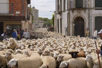 Fotogalería Fiesta de la Trashumancia en Aguilafuente 17 Fotografía: Miguel Angel Fernández