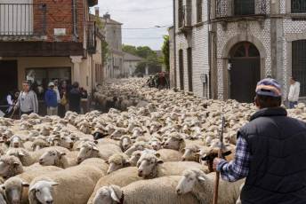Fotogalería Fiesta de la Trashumancia en Aguilafuente 19 Fotografía: Miguel Angel Fernández