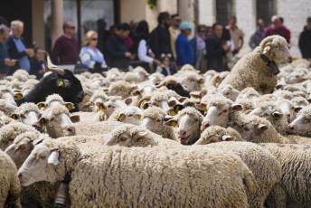 Fotogalería Fiesta de la Trashumancia en Aguilafuente 30 Fotografía: Miguel Angel Fernández