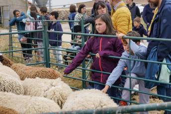 Fotogalería II Feria del Esquileo en Trescasas 30 Fotografía: Miguel Angel Fernández