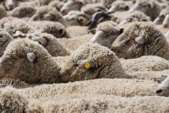 Fotogalería Fiesta de la Trashumancia en Aguilafuente 40 Fotografía: Miguel Angel Fernández