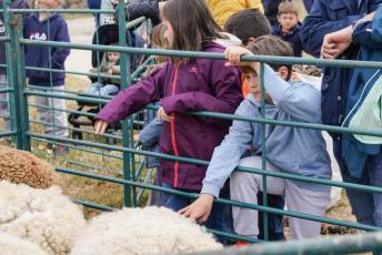 Fotogalería II Feria del Esquileo en Trescasas 33 Fotografía: Miguel Angel Fernández