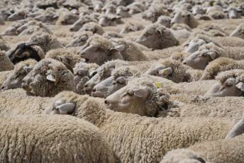 Fotogalería Fiesta de la Trashumancia en Aguilafuente 18 Fotografía: Miguel Angel Fernández
