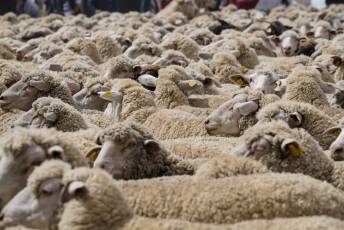 Fotogalería Fiesta de la Trashumancia en Aguilafuente 4 Fotografía: Miguel Angel Fernández