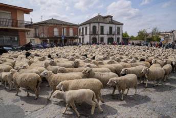 Fotogalería Fiesta de la Trashumancia en Aguilafuente 48 Fotografía: Miguel Angel Fernández