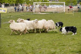 Fotogalería II Feria del Esquileo en Trescasas 13 Fotografía: Miguel Angel Fernández