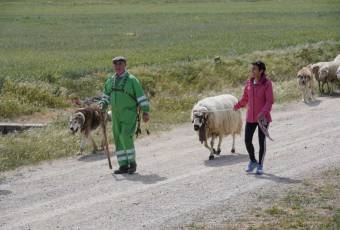Fotogalería Fiesta de la Trashumancia en Aguilafuente 24 Fotografía: Miguel Angel Fernández