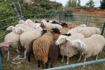 Fotogalería II Feria del Esquileo en Trescasas 12 Fotografía: Miguel Angel Fernández