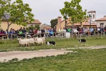 Fotogalería II Feria del Esquileo en Trescasas 36 Fotografía: Miguel Angel Fernández