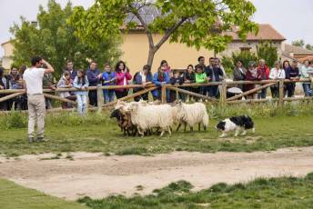 Fotogalería II Feria del Esquileo en Trescasas 17 Fotografía: Miguel Angel Fernández