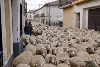 Fotogalería Fiesta de la Trashumancia en Aguilafuente 43 Fotografía: Miguel Angel Fernández