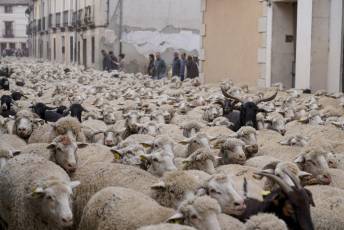 Fotogalería Fiesta de la Trashumancia en Aguilafuente 14 Fotografía: Miguel Angel Fernández
