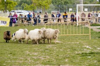 Fotogalería II Feria del Esquileo en Trescasas 21 Fotografía: Miguel Angel Fernández