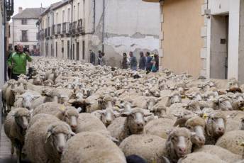 Fotogalería Fiesta de la Trashumancia en Aguilafuente 33 Fotografía: Miguel Angel Fernández