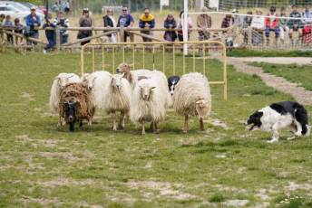 Fotogalería II Feria del Esquileo en Trescasas 16 Fotografía: Miguel Angel Fernández