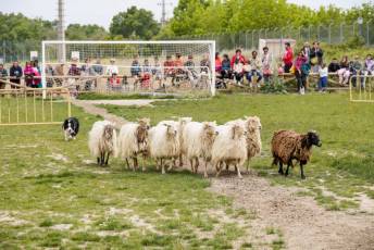 Fotogalería II Feria del Esquileo en Trescasas 4 Fotografía: Miguel Angel Fernández