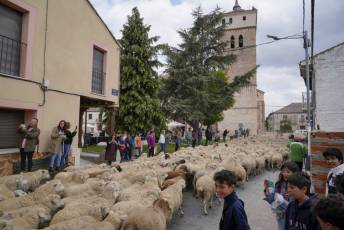 Fotogalería Fiesta de la Trashumancia en Aguilafuente 31 Fotografía: Miguel Angel Fernández