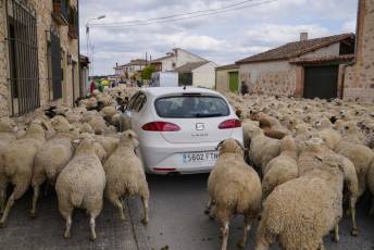 Fotogalería Fiesta de la Trashumancia en Aguilafuente 16 Fotografía: Miguel Angel Fernández