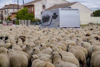 Fotogalería Fiesta de la Trashumancia en Aguilafuente 11 Fotografía: Miguel Angel Fernández