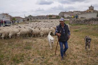 Fotogalería Fiesta de la Trashumancia en Aguilafuente 20 Fotografía: Miguel Angel Fernández