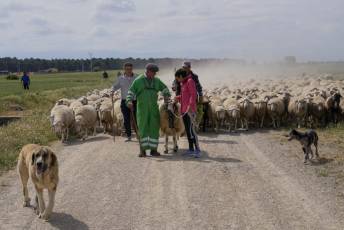 Fotogalería Fiesta de la Trashumancia en Aguilafuente 38 Fotografía: Miguel Angel Fernández