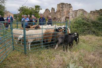 Fotogalería II Feria del Esquileo en Trescasas 23 Fotografía: Miguel Angel Fernández